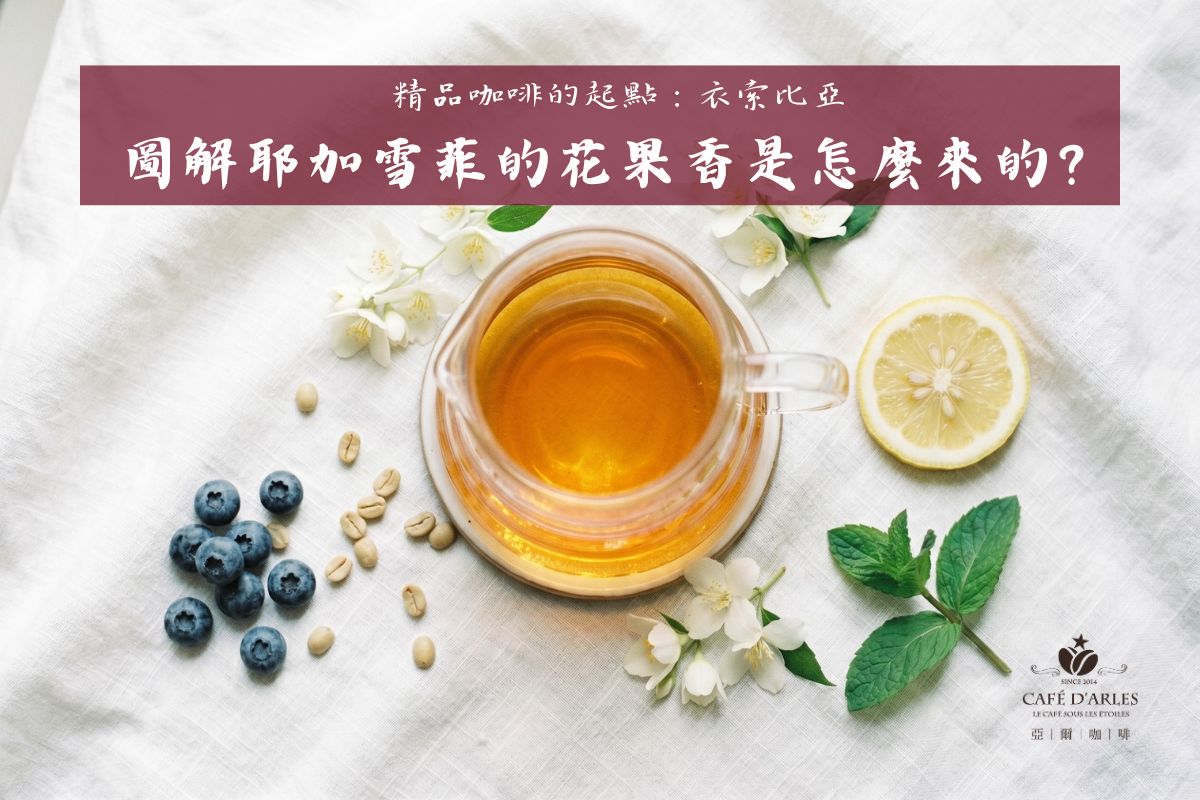喜歡花果香必看！衣索比亞咖啡豆挑選指南：耶加雪菲與古吉的風味差異